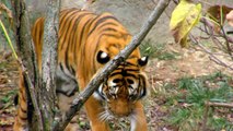 Cincinnati Zoo Tigers Eat Browns for Lunch!