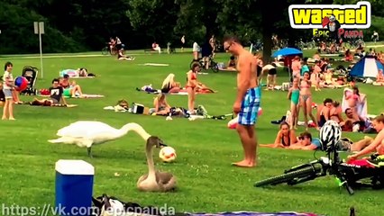 ПОДБОРКА ПРИКОЛОВ С ЖИВОТНЫМИ. Besf Fails. Fail compilation animals. WASTED. Epic Panda