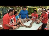 Doc Nielsen Donato examines a 12-foot reticulated python in Cebu