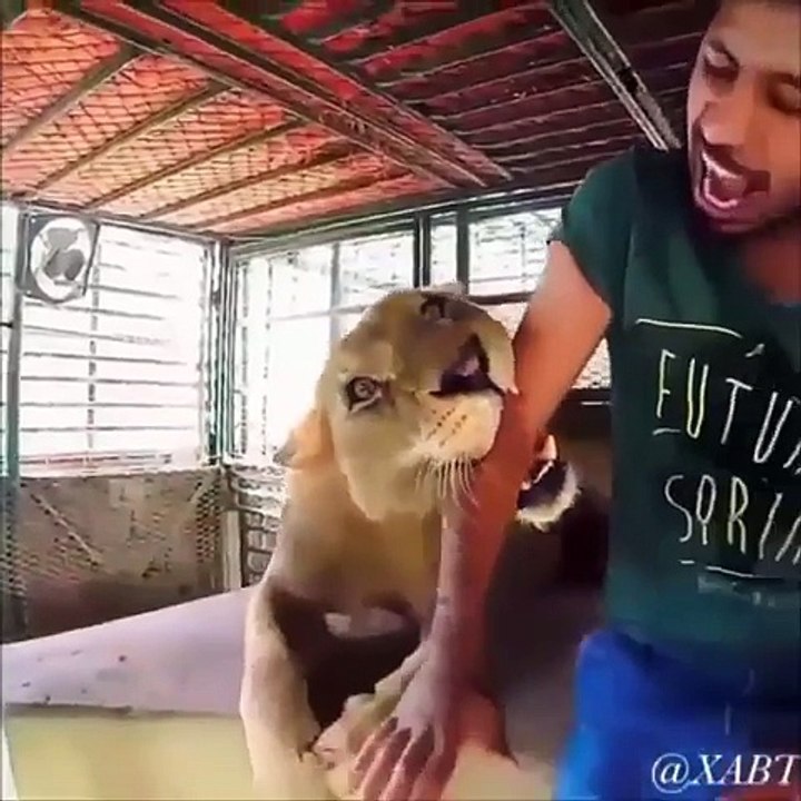 BEST EVER FRIENDLY NATURE OF LION WITH THEIR OWNER !!!!
