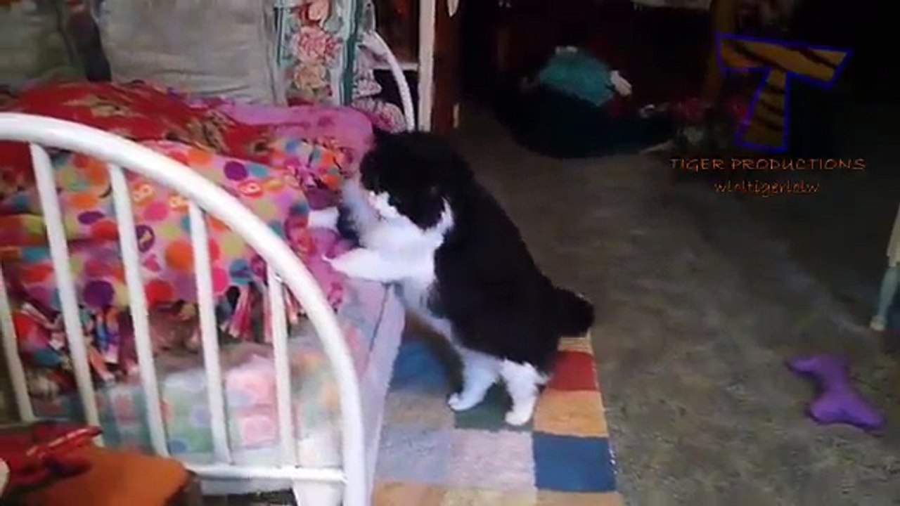 funny and cute eye catching casts