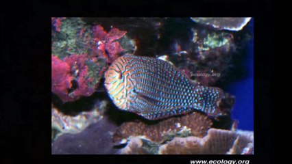 BALIKLAR,,, rengarenk, çeşit çeşit...