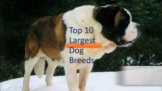 Top 10 Largest Dog Breeds