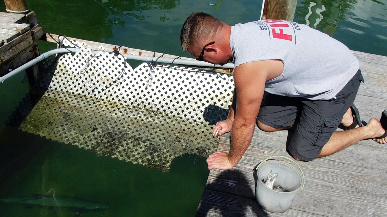 Dave feeding Tarpon his arm