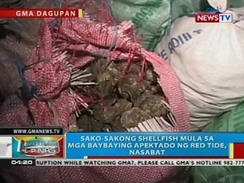 Sako-sakong shellfish mula sa mga baybaying apektado ng red tide sa Pangasinan, nasabat