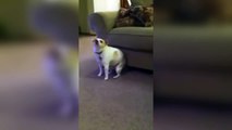 Собака танцует под рэп / Dog dances to rap music Супер приколы про животных Февраль  2014