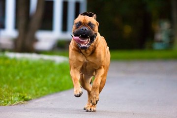 Bullmastiff Attack Training - 118 - DoggyMan
