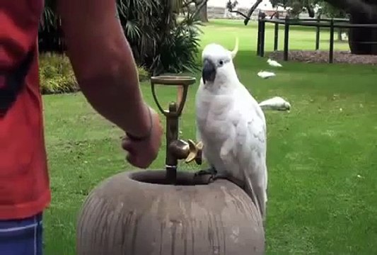 Этот попугай покорил весь мир прикол 2015