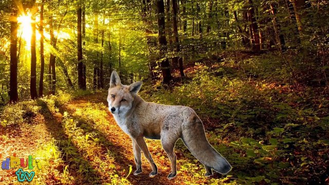 Learn Alphabet with Cartoon & Real Animals for children | ABC Wild Animals Names and Sounds