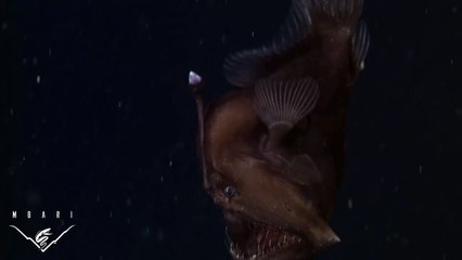 Ученым впервые удалось заснять одно из самых загадочных существ на нашей планете 14