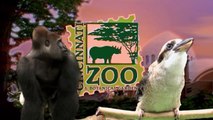 Elephants Smash Pumpkins - Cincinnati Zoo