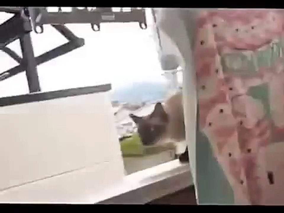 Приколы с котиками!