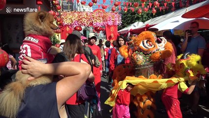 Pomeranian dog watches Chinese New Year festival