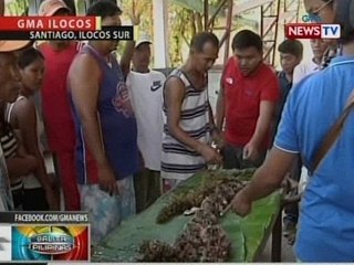 Malalaki at malalaman na sea urchin, tampok sa Maritangtang Festival sa Santiago, Ilocos Sur