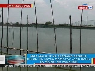 Mga maliliit na alagang bangus sa Dagupan, hinuli na kaysa mamatay lang dahil sa mainit na panahon