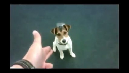 Реально смешное видео про собак Прикол