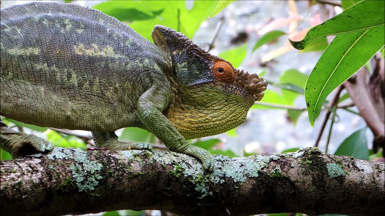 Male_Parsons_chameleon