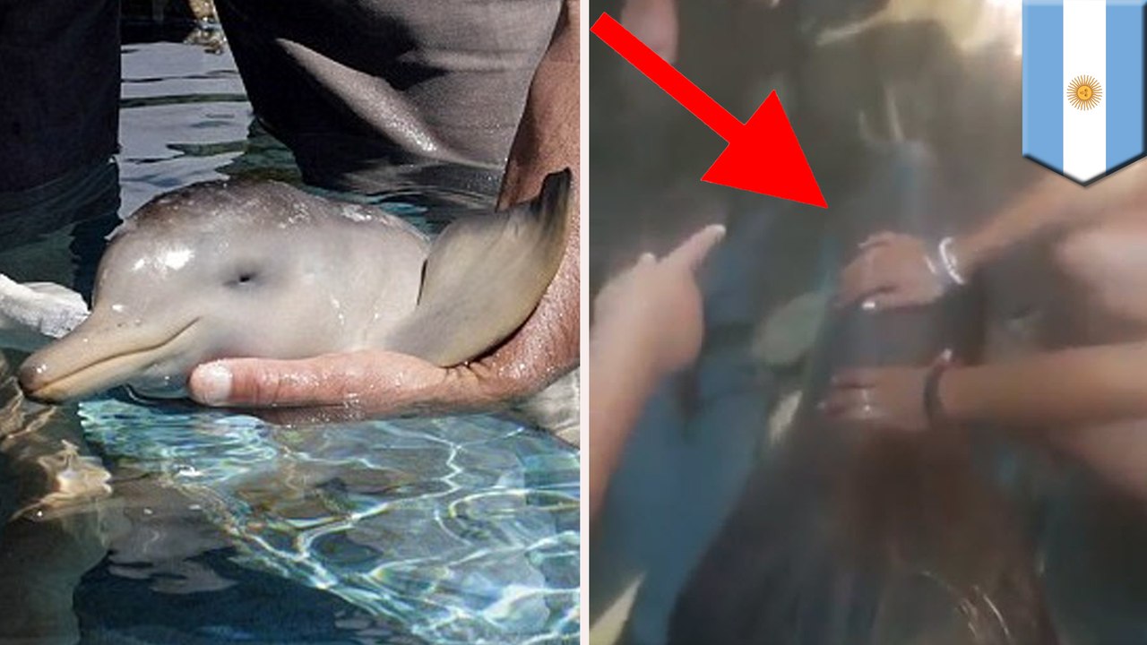 Baby dolphin dies after being mobbed by selfie-seeking tourists