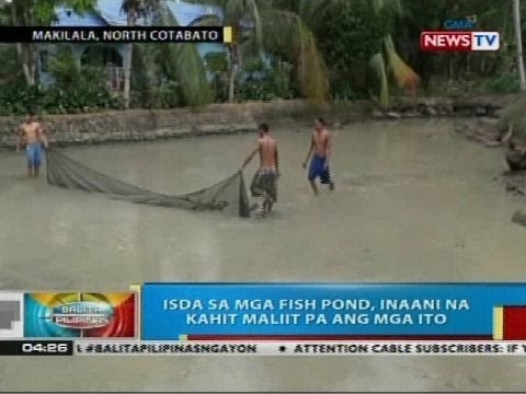 Isda sa mga fish pond sa Makilala, Cotabato, inaani na kahit maliit pa dahil sa init ng panahon