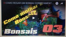 COMO REGAR UM BONSAI CORRETAMENTE -BonsaiCurso #03