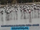 Flamengos Rosas - Salinas de Tavira