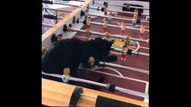 Ce chat se prend pour un joueur de babyfoot...