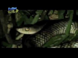Doc Nielsen finds a new record of snake species | Born to be Wild