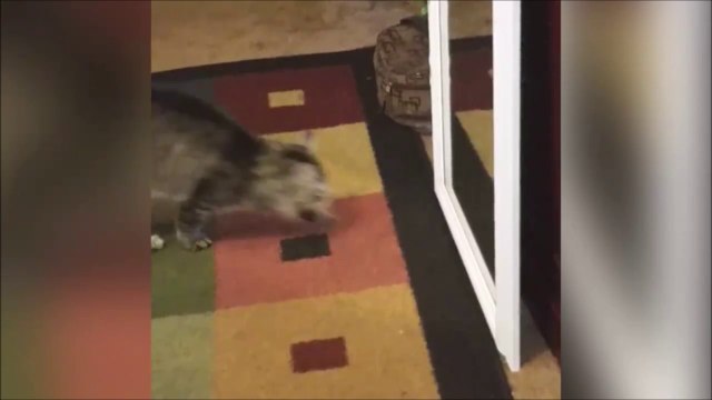 Chat vs miroir... des barres de rire