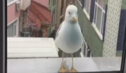 Karnı acıkan martı cama vurarak yemek istedi