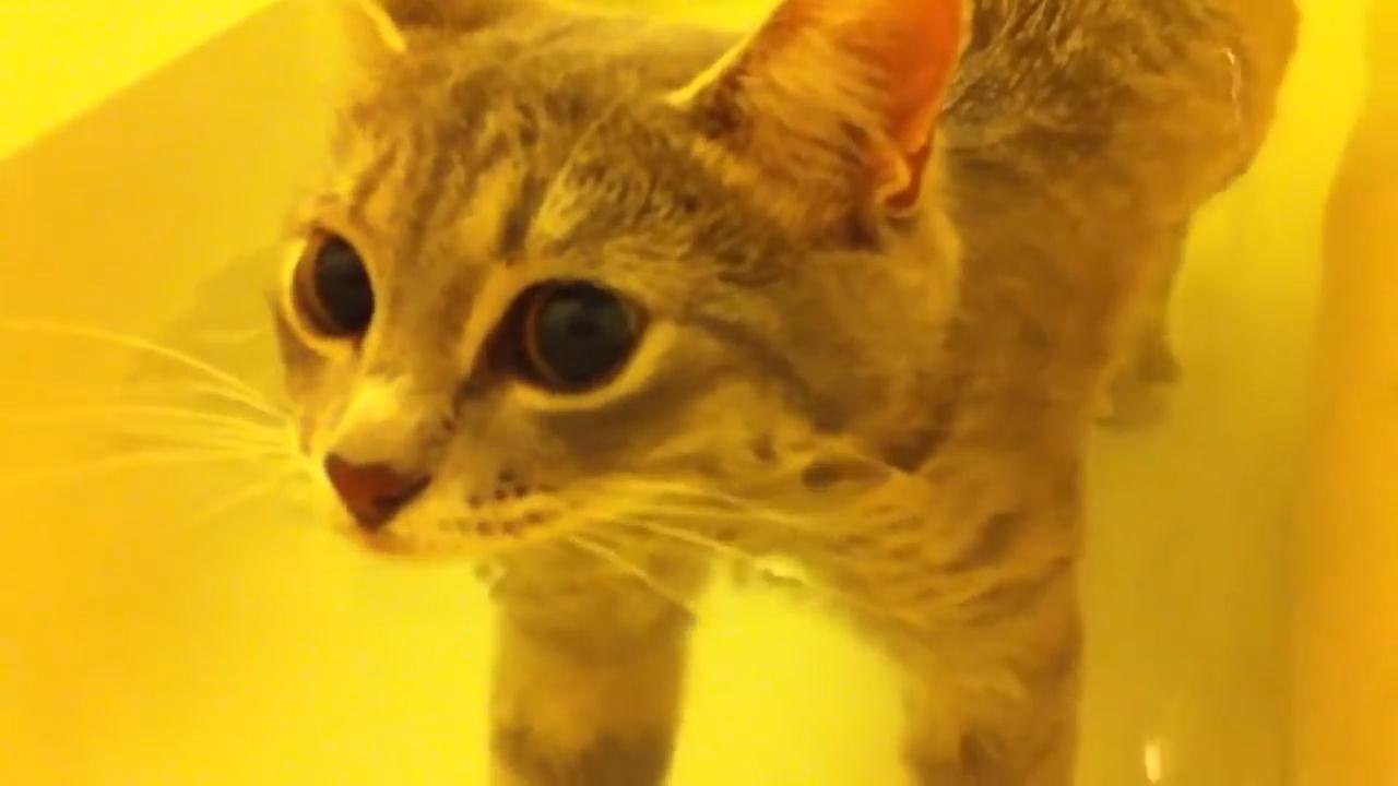 Cat takes a bath