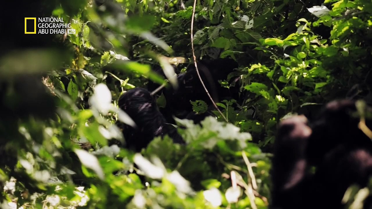 Explorerbattleforvirunga
