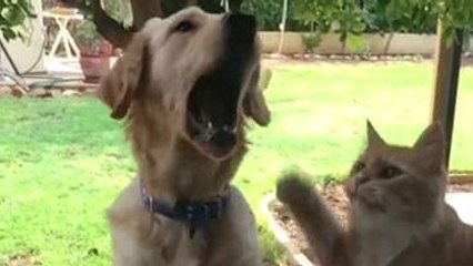 Un chat essaie de voler une frite à un chien