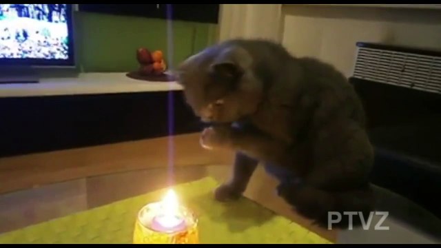 Лучшие приколы от PTVZ - Ржака улыбака (Выпуск 58) \ Подборки лучших приколов за январь 2015