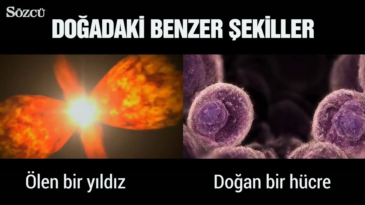 Doğadaki benzer şekiller