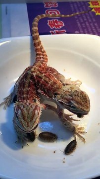 Un lézard ou deux??? 2 têtes, un corps...