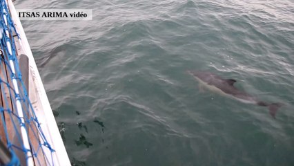 Observation de dauphins communs