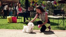 Hasbro - FurReal Friends - GoGo My Walkin Pup