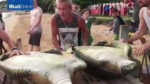 Ces touristes sauvent la vie à un couple de tortues qui étaient sur le point de se faire abattre !