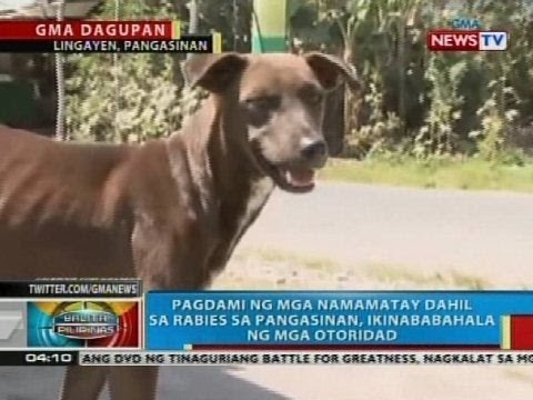 Pagdami ng mga namamatay dahil sa rabies sa Pangasinan, ikinababahala ng mga otoridad
