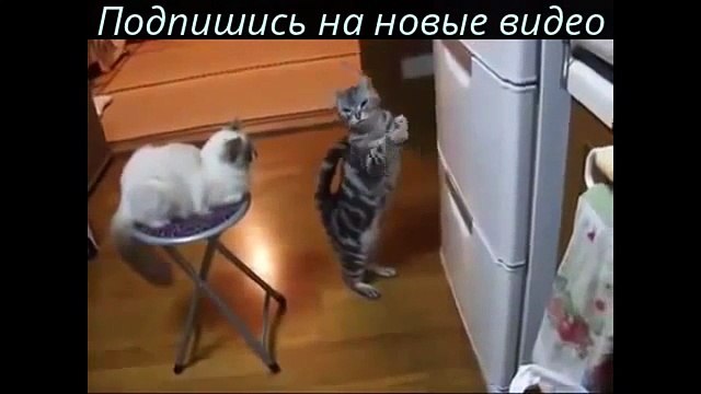 Кошки Невероятно умный кот ЖМИ