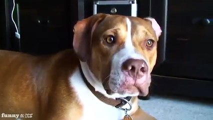 Кот жестоко боксирует пса