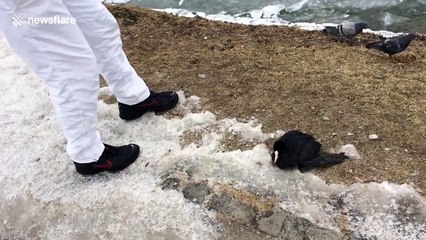 Good samaritan rescues frozen bird on the shore of a river