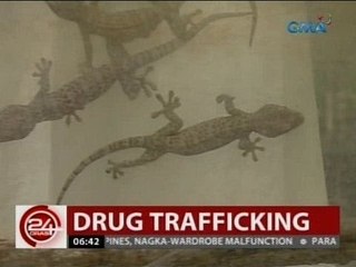 24 Oras: Pati mga tuko, ginamit umano ni Cristina Sergio para magpuslit ng iligal na droga