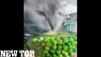 BEST COUB 2017 JANUARY ЛУЧШИЕ ПРИКОЛЫ ПОШЛЫЕ ПРИКОЛЫ Январь 2017