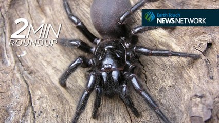 Catching deadly spiders, wolf-sized otters & a gull-grabbing shark