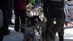 Etats-Unis : des chiens de traîneau parcourent 600 km en quatre jours