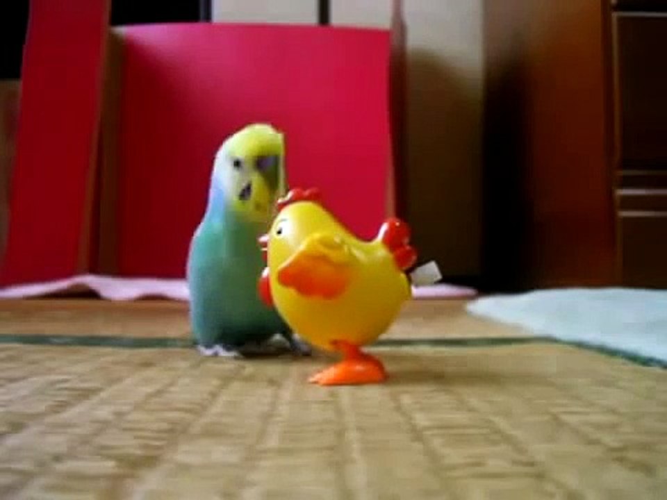 Попугай УБАЛТЫВАЕТ курицу! Смешные приколы