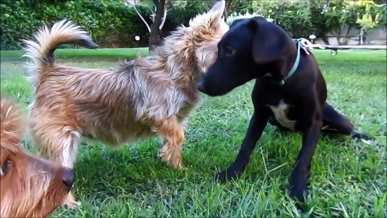 Puppy covered in thousands of ticks and with embeded wire on her tail makes an amazing recovery