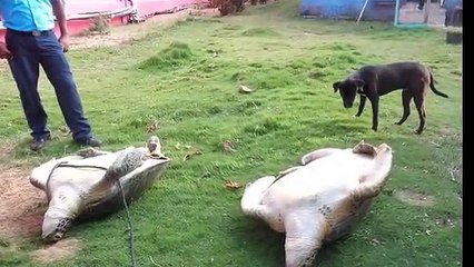 Deux tortues, laissées en souffrance volontairement, ont été sauvées par un groupe de touristes au Nicaragua (vidéo)