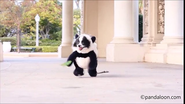 Panda Kostümü Giymiş Sevimli Köpek
